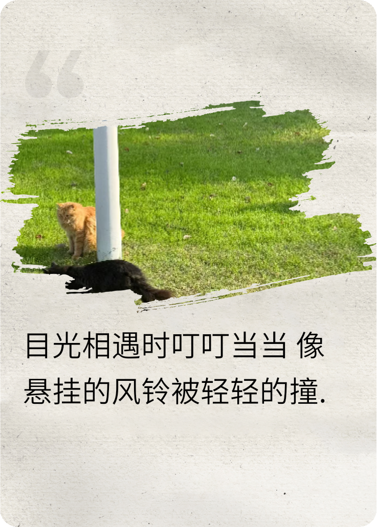 时光中的向日葵无广告全文