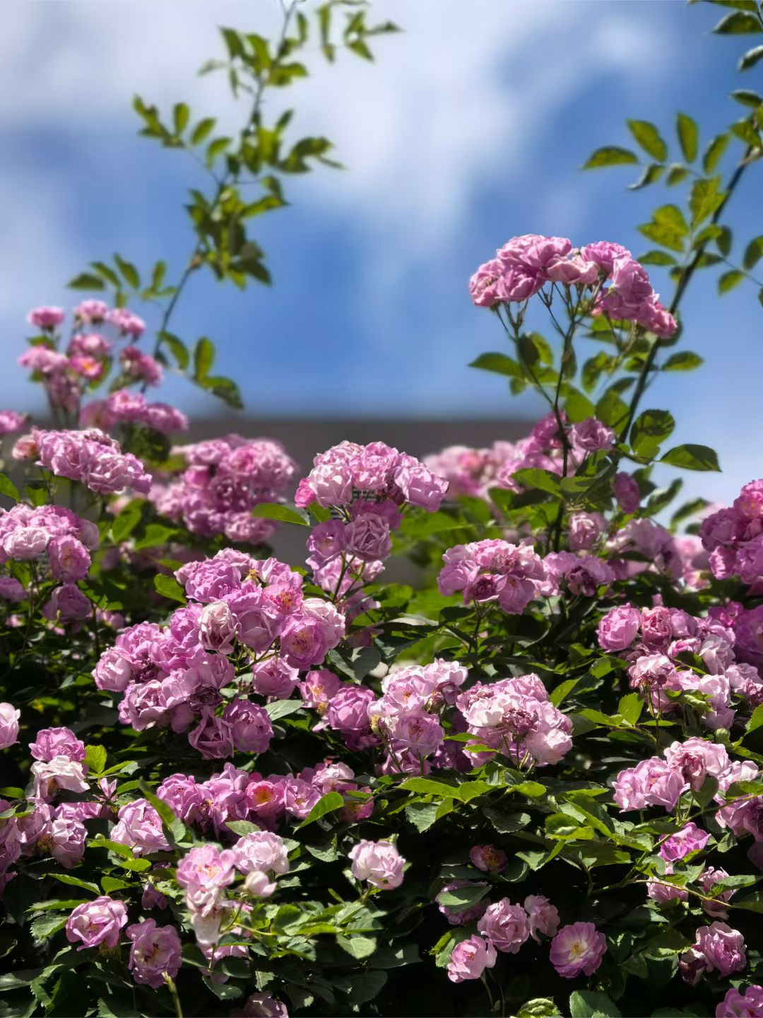 野薔薇女王